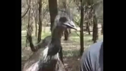 Смешни и забавни животни Част 2