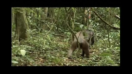 Discovery - Зовът на свободата - Шимпанзето - 3част