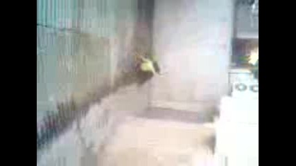 Лудо спyскане.