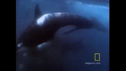 National Geographic - Китовете убйци