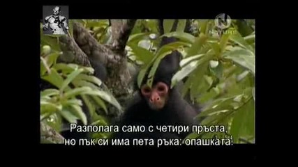 Маймуната Паяк от сем. Ателиде 