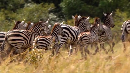 African Cats- Official Trailer