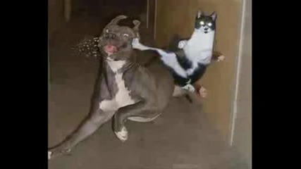 Funny cat show
