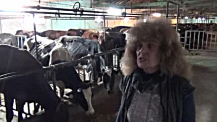 Започна ваксинацията срещу нодуларен дерматит в Южна България