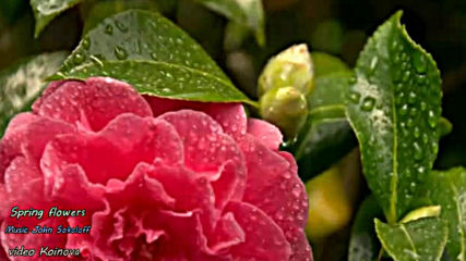 Spring Flowers - music John Sokoloff