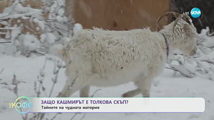 Как да различаваме истинския кашмир - „На кафе” (26.10.2023)