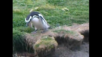 напушени пингвини 