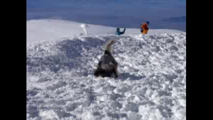 Куче Се Въргаля В Снега