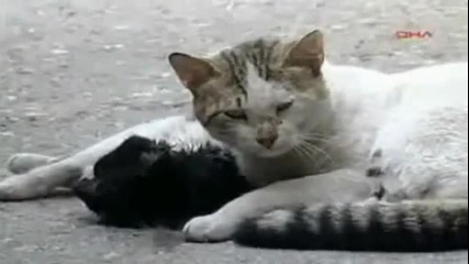 Котка прави сърдечен масаж на ранената си приятелка : ( 