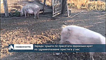 Заради чумата по прасетата еврокомисарят по здравеопазване пристига у нас