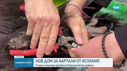 9 испански черни лешояда вече имат нов дом в България