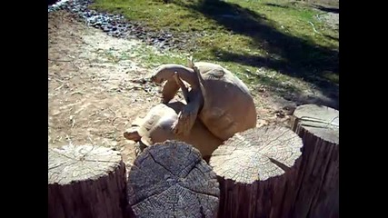 Смях* Turtles meke love [mughahg]
