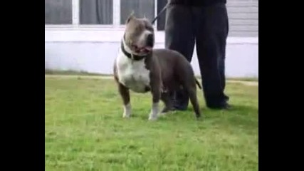 Pitbull Beast 