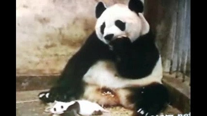 Бебе панда киха 