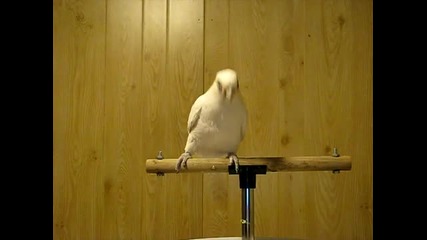 Танцуващ папагал 