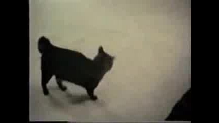 Куче Прави Номера Пред Котка 