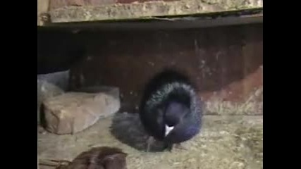 Паламарски гълъби - диаманти 2
