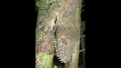 Гущер с камуфлаж - или гледам и не виждам