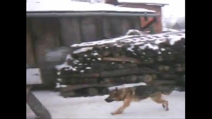 Дресировка На Немска Овчарка.обучение на кучета 