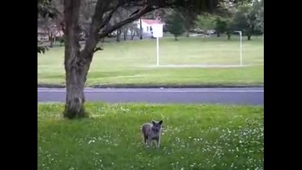 Птица напада котка :)