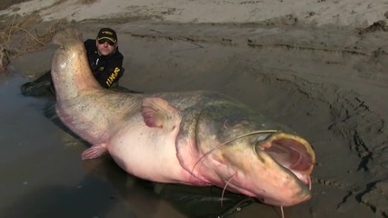 Най-големият уловен сом който сте виждали 127 кг.