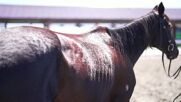 Уникално: Вижте хиляди препускащи коне в степите на Китай