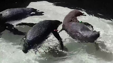 11 пингвинчета от застрашен вид поплуваха за пръв път (ВИДЕО)