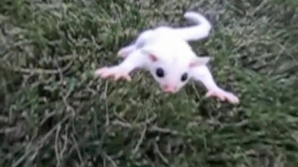 Slow Motion Glider Jumping