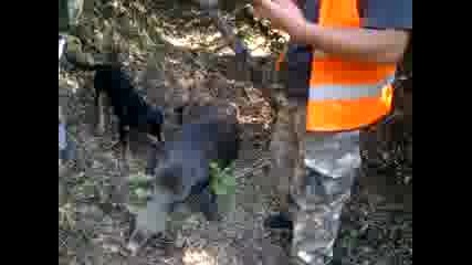 lovec boril se s divo prase selo balgaren