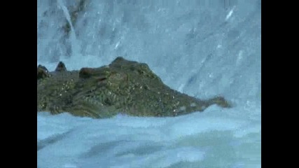Ето как Ловуват Крокодилите... 