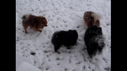 Шпицове в снега