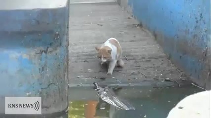 Котка срещу крокодил