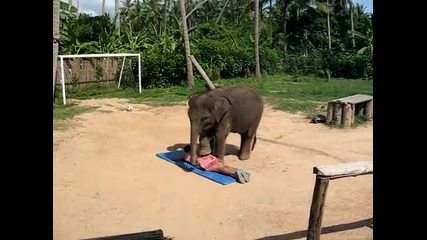 Бебе слонче прави масаж на жена като стъпва върху нея!