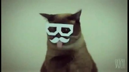Dubstep котка