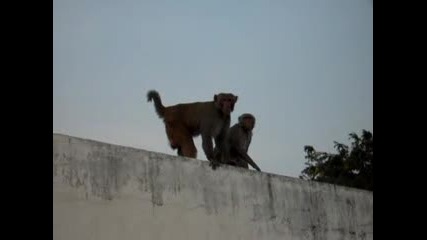 Маймуни Правят Секс Голям Смях
