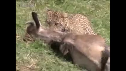 Leopard hunting - Bbc wildlife 