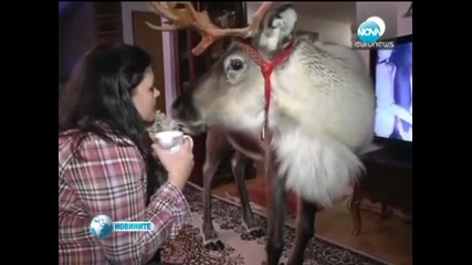 Лос в Лапландия обожава телевизията
