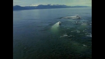 Гърбатият кит - 1 част
