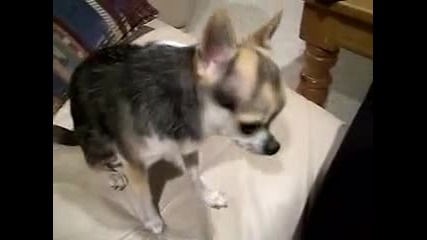 Chihuahua 