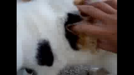 Коте Папи