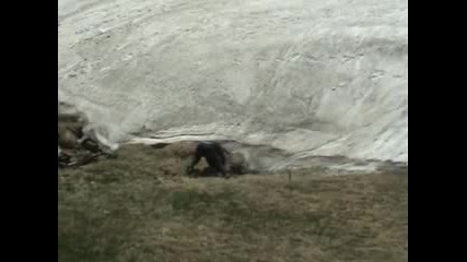 Каскадьорът