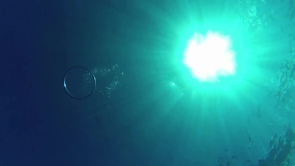Подводният свят и изумителната природа на океана