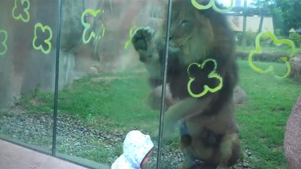 Този лъв иска да си играе с бебето