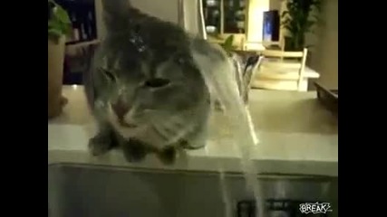Смях : Котка си мие главата 