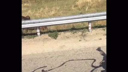 Мъж спасява бебе кон на пътя