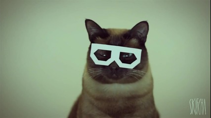 Best Dubstep Cat!