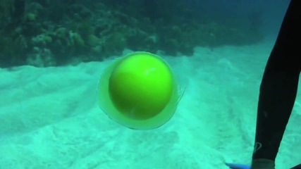 Яйце под водата