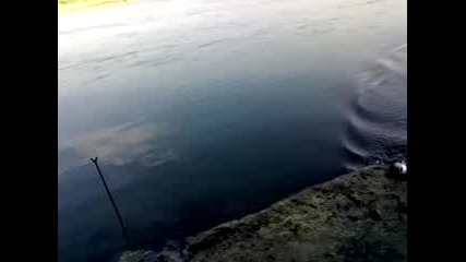 кефали