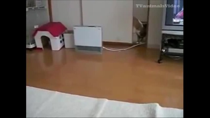 funny crazy cats ))
