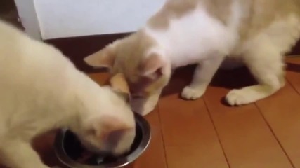 Учтиви котки си подават храната